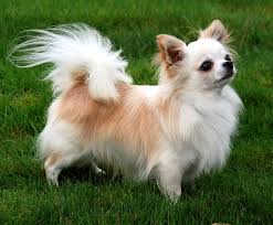Long Hair Chihuahua Google Search Chihuahua Breeds Chihuahua Dog Pictures Chihuahua Puppies