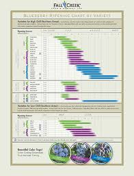 pick 3 blueberry plants all will work except for the tiny