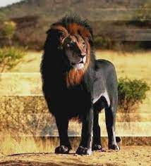 Name This Melanistic Lion Follow Lifebyanimal For More Follow Lifebyanimal For More Foll Majestic Animals Unusual Animals Albino Animals