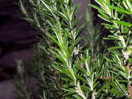 Leaf tissue surrounding the spots turns yellow and the yellowing extends throughout the leaf. Rosemary Diseases And Pests Description Uses Propagation
