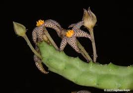 Image result for Piaranthus atrosanguineus