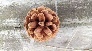 Can Dogs Get Sick From Eating Pine Cones Buypetsupplyonline