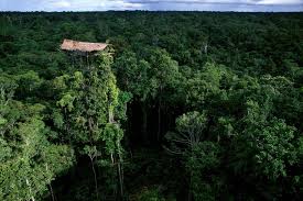 Di pulau papua tersebut terdapat rumah adat papua yang unik di setiap sukunya. 7 Rumah Adat Papua Keunikan Gambar Penjelasan Lengkap