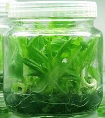 Image result for plant tissue culture