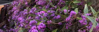 Image result for Hardenbergia