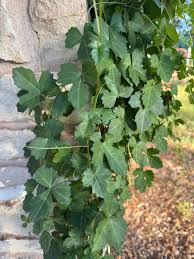 Image result for Cissus crusei