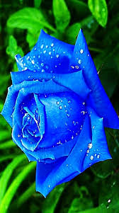 Pin By Tanya Sees On All Positive Beautiful Rose Flowers Beautiful Flowers Wallpapers Beautiful Roses