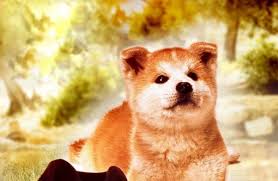 Hachiko was an akita dog. Die Geschichte Von Hachiko 1987 Film Cinema De