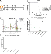 Hamster picture 835 1000 jpg / large twin towner syrian. Neutralizing Monoclonal Antibodies Against The Gn And The Gc Of The Andes Virus Glycoprotein Spike Complex Protect From Virus Challenge In A Preclinical Hamster Model Mbio