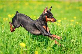 Miniature Pinscher Dog Breed Information