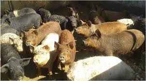 Nr 28 tulcea agentia imobiliara adelyn imob va propune spre vanzare casa situata pe strada alexandru cel bun avand suprafata de teren 425mp cu. O NouÄƒ FermÄƒ De Porci De RasÄƒ InfiinÅ£atÄƒ La Voicesti Ramnicu Valcea Week