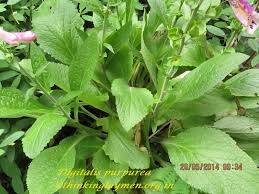 Image result for Vangueria mollis