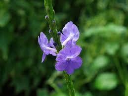 Image result for Stachytarpheta cayennensis