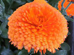 Orange King Calendula Wonderful Flowers Calendula Calendula Flower