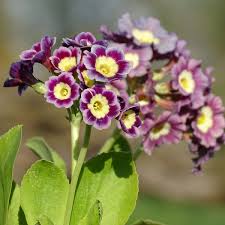 Image result for Primula x pubescens