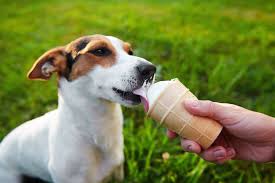 10 Tips To Keep Your Dog Cool On A Hot Summer Day
