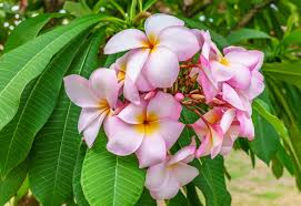 Most species are deciduous shrubs or small trees. 5 Different Types Of Plumeria Photos Garden Lovers Club
