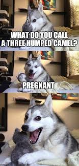 December 15, 2020 at 12:52 am. Bad Pun Dog Meme Imgflip