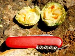 Image result for Strychnos innocua