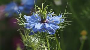 Mix the oils in a bowl. Black Seed Oil Benefits Dosage And Side Effects