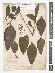 Image result for Petersianthus macrocarpus