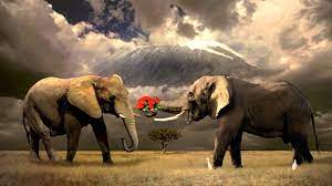 Awww Those Elephants Are Gonna Go Have Teh Secks Elephant Background Elephant Wallpaper Animals Beautiful