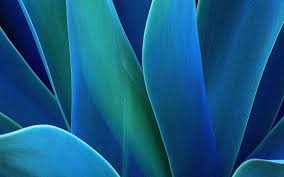 Pngtree fornisce una raccolta di sfondi hd su sullo sfondo di cielo blu di prato. 2000 Sfondi Fiori Sfondi Gratis