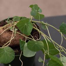 Image result for Cyphia erecta