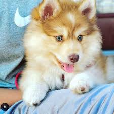 Black And White Pomsky Puppy Red And White Pomsky By Southern Charm Pomskies Pomsky Pomskies Chocolatepomsky Redpomsky Chocolate Pomskie Minihusky Pomsky Puppies Pomsky Puppies