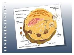 When autocomplete results are available use up and down arrows to review and enter to select. Download Gambar Lisosom Lisosom Struktur Dan Fungsi Lisosom Gambar Sel Biologi Biologi Sbmptn Un Sma Fungsi Lisosom Perbedaan Antar Sel Hewan Gambar Hewan