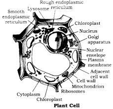 2 3 3 1 3 3 3 4 1. Draw A Labelled Diagram Of A Plant Cell Explain The Structure And Function Of The Following Organelles Sarthaks Econnect Largest Online Education Community