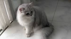 Chinchilla Cinsi Kedi Ozellikleri Ve Bakimi Petlebi Sosyal
