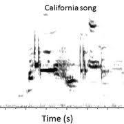 We've considered price, ease of portability, the. Pdf Do Birds Vocalize At Higher Pitch In Noise Or Is It A Matter Of Measurement