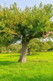 Apple tree 10 1/2 tall. Apple Tree Care Kinnucan Tree Experts Landscape Company