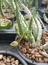 Image result for Tridentea marientalensis