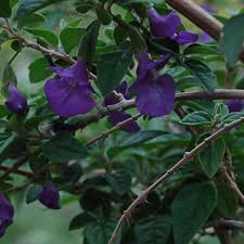 Image result for Tinnea