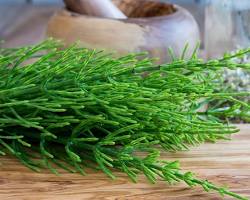 Horsetail for kidney stones