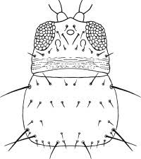 Image result for Cyperus breviradius