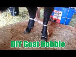 Increase your lye to 6.5 ounces for these milk types. Diy Goat Hobble