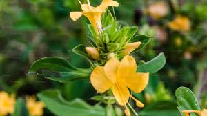 Image result for Barleria tanzaniana