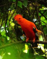 Les hommes, les animaux, la forêt amazonienne à la limite, mais les ordinateurs, vous me l'apprenez. 6 Animaux Remarquables Et Menaces De La Foret Amazonienne Foret Amazonienne Animaux Animales