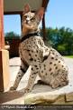 The Savannah Cat - My Animals