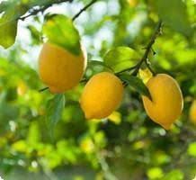 Avec le soutien de nos. Regime Citron Tout Sur La Detox Citron Maigrir Avec Du Citron