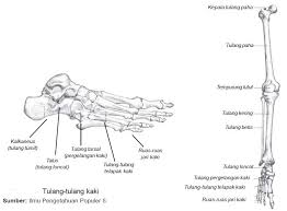 Tulang yang terbesar berguna untuk tulang loncat dan tulang tumit. 2