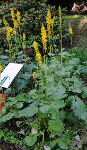 Image result for Ligularia sibirica