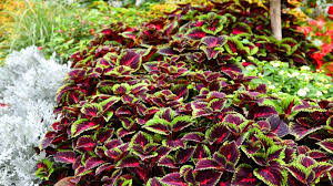 Image result for Coleus thyrsoideus