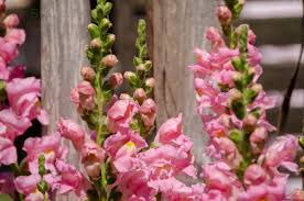 Mehrjährige blumen überwintern in der regel problemlos im garten. Garten Im Juni Bloggerine De Don T Panic