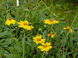 Image result for Tricliceras lanceolatum