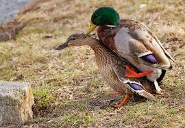 نتیجه جستجوی لغت [canard] در گوگل