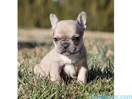 Check spelling or type a new query. Akc Fawn Merle French Bulldog Puppy Boy Ned French Bulldog United States